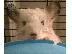 PoulaTo: chinchilla